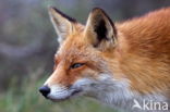 Fox (Vulpes vulpes)