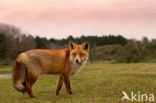 Amsterdamse waterleidingduinen