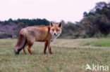 Amsterdamse waterleidingduinen