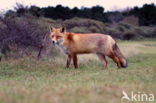 Amsterdamse waterleidingduinen