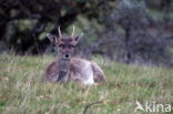 Fallow Deer (Dama dama)