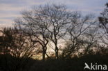 Amsterdamse waterleidingduinen