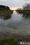 Amsterdamse waterleidingduinen