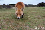 Fox (Vulpes vulpes)