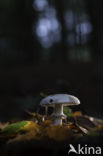 false death cap (Amanita citrina var. alba)