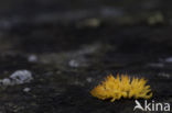 Geel hoorntje (Calocera cornea)