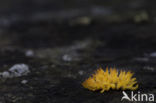 Geel hoorntje (Calocera cornea)