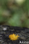 Geel hoorntje (Calocera cornea)