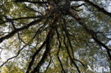 Birch (Betula)