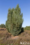 common juniper (Juniperus communis)