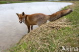 Fox (Vulpes vulpes)