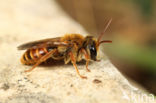 Andrena variabilis