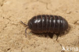 pillbug (Armadillidium vulgare)