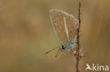 Witstreepblauwtje (Polyommatus damon)