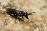 Hylaeus imparilis