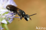 Hylaeus angustatus