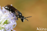 Hylaeus angustatus