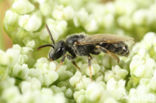 Lasioglossum brevicorne