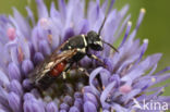 Rode maskerbij (Hylaeus variegatus)