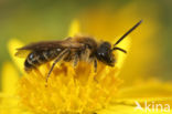 Wimperflankzandbij (Andrena dorsata)