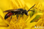 Dikkopbloedbij (Sphecodes monilicornis)