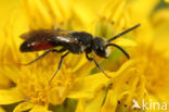 Sphecodes monilicornis