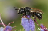 Geelgespoorde houtmetselbij (Osmia claviventris)