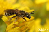 Heidebronsgroefbij (Halictus confusus)