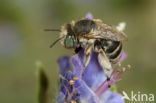 Kleine sachembij (Anthophora bimaculata)