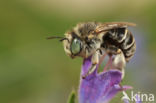 Kleine sachembij (Anthophora bimaculata)