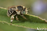 Kleine sachembij (Anthophora bimaculata)