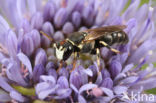 Hylaeus variegatus