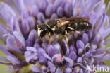 Hylaeus variegatus