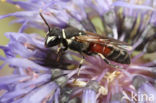 Hylaeus variegatus