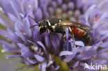 Rode maskerbij (Hylaeus variegatus)