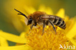 Duinzijdebij (Colletes fodiens)