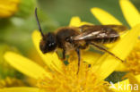 Andrena bimaculata