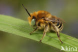 Kleine sachembij (Anthophora bimaculata)