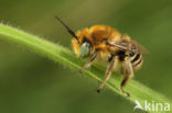 Kleine sachembij (Anthophora bimaculata)