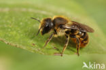 Kauwende metselbij (Osmia leaiana)