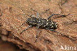 Xylotrechus rusticus