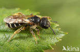 Blokhoofdgroefbij (Halictus maculatus)