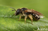 Blokhoofdgroefbij (Halictus maculatus)