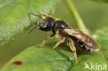 Halictus maculatus