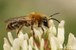 Donkere zomerzandbij (Andrena nigriceps)