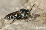 Grote kegelbij (Coelioxys conoidea)