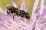 Heriades crenulatus