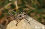 Pyrenean Bush-cricket (Antaxius pedestris)