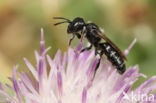 Zwartgespoorde houtmetselbij (Osmia leucomelana)