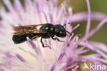 Zwartgespoorde houtmetselbij (Osmia leucomelana)